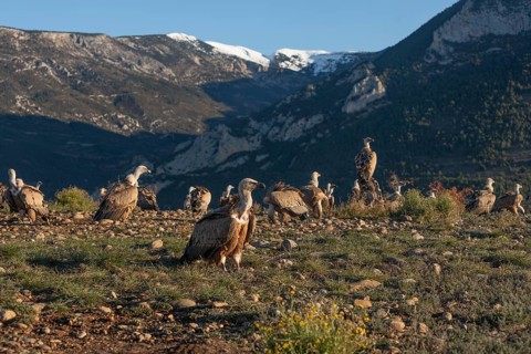 Gathering of griffon vultures