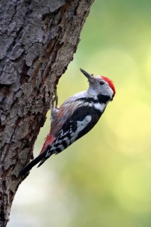 Middle spotted woodpecker