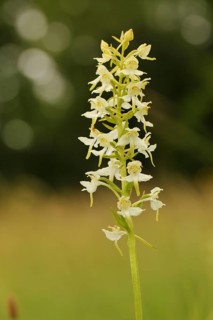 Greater butterfly orchid