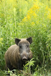 Wild boar