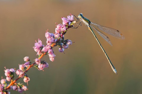 Willow Emerald Damselfly