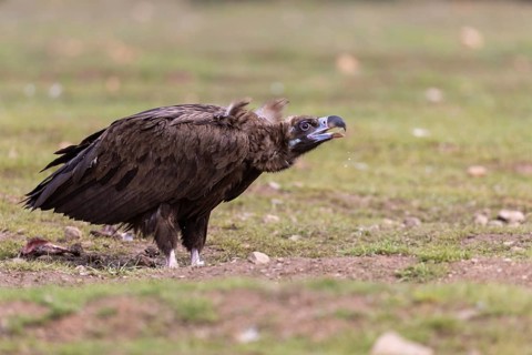 Cinereous vulture