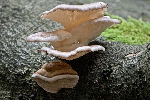 Branched oyster fungus
