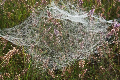 Spider webs with dew drops in Common Heather