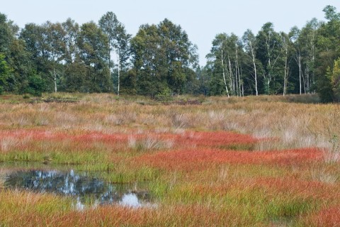 Bog landscape with Common cottongrass