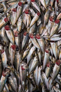 Horse mackerel at a stall at a street fish bazaar in Istanbul