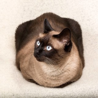 Siamese cat isolated on a blanket