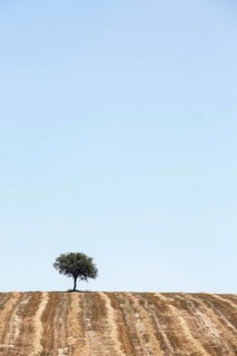 A tree in the field on the horizon