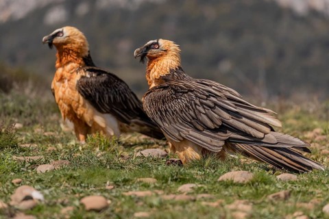 Two bearded vultures