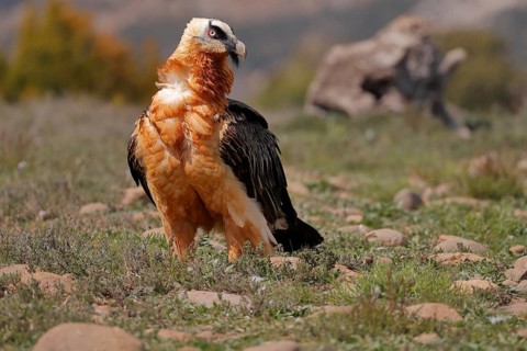 Bearded vulture