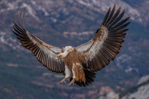 Griffon vulture