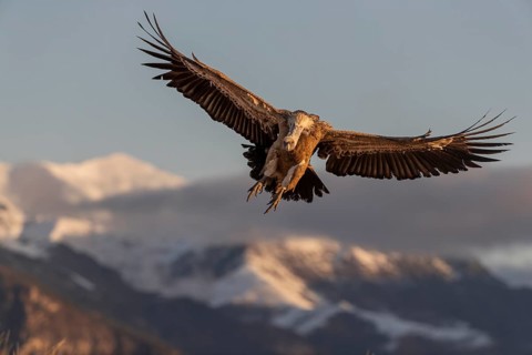 Griffon vulture