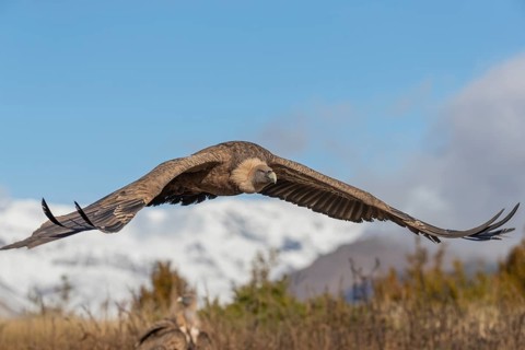 Griffon vulture