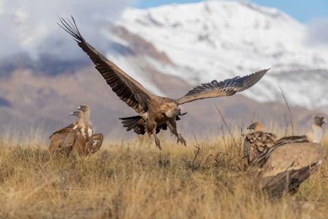 Griffon vulture