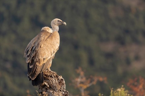 Griffon vulture