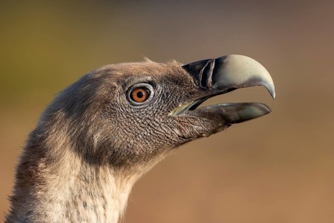 Griffon vulture