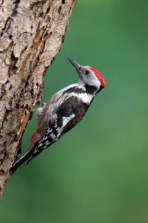 Middle spotted woodpecker
