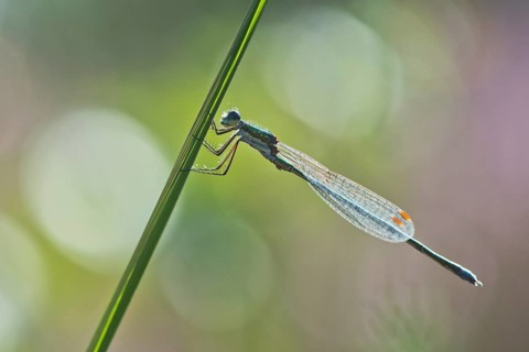 Willow Emerald Damselfly