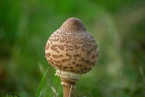 Morel
