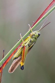 Large marsh grasshopper