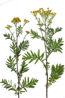 Tansy