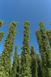 Hop