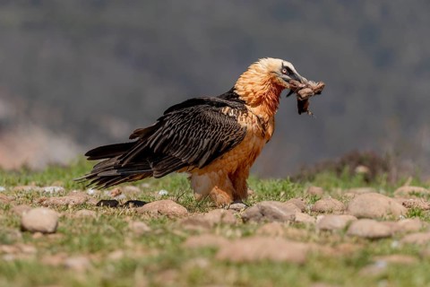 Bearded vulture
