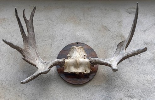 Elk antlers on the wall at a forester's lodge
