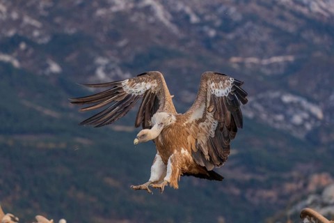 Griffon vulture