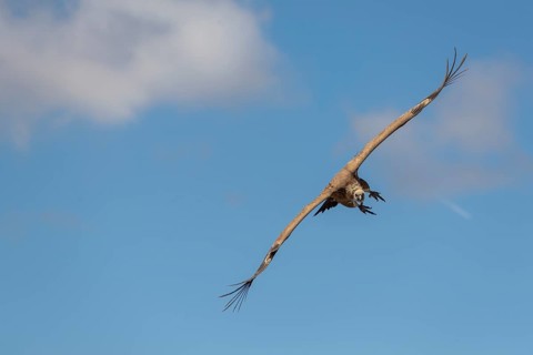 Griffon vulture