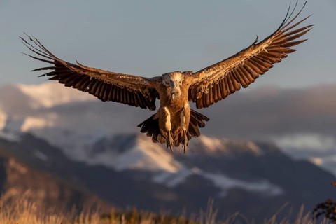 Griffon vulture