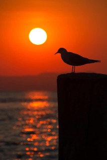Seagull on a pole with setting sun