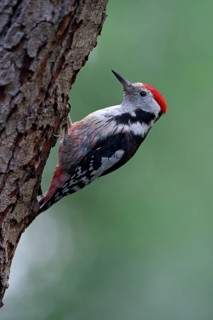 Middle spotted woodpecker