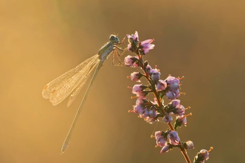 Willow Emerald Damselfly