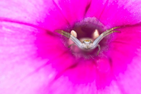 Goldenrod crab spider