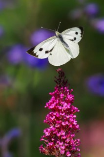 Cabbage butterfly