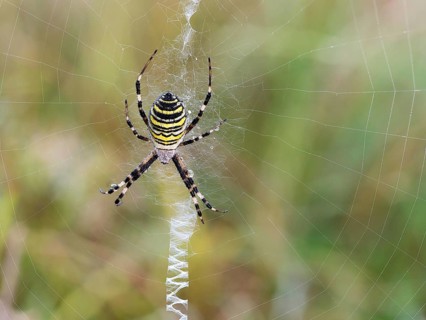 Wasp spider