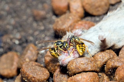 Two Wasps