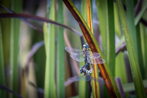 Southern Hawker