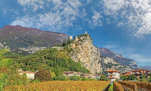 Vineyard with the medieval castle ruins
