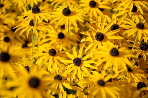 Yellow coneflower