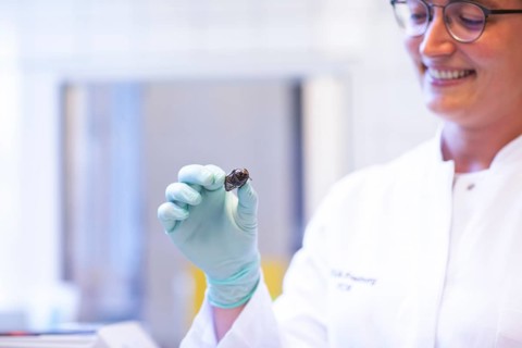 Bug in a hand of a lab technician