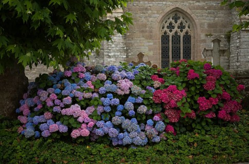 Hydrangeas in front of the church Eglise de la Trinite de Brelevenez
