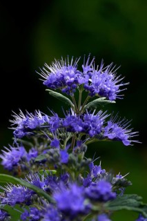 Flowering beard flower