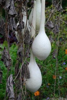 Fruits of the bottle gourd