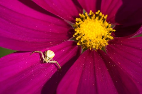 Goldenrod crab spider