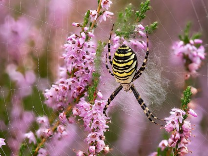 Wasp spider