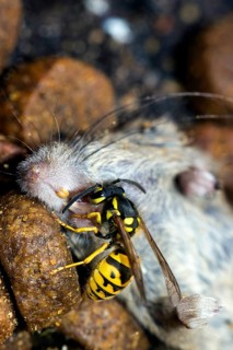 A Wasps