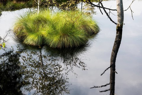 Pietzmmoor