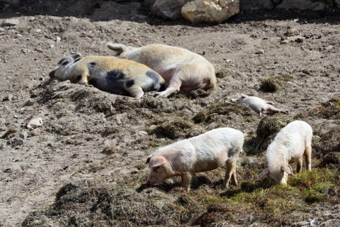 Domestic Pigs